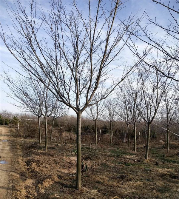 樱花树多少钱一棵？最新樱花树市场价格