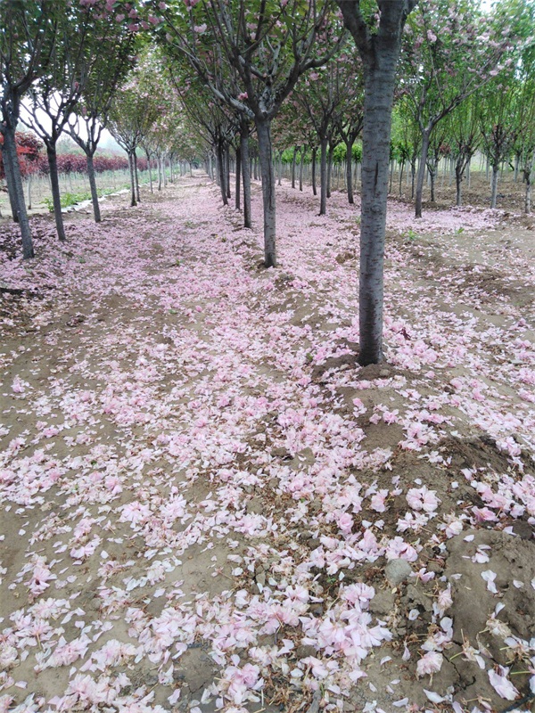 樱花树多少钱一棵？最新樱花树市场价格