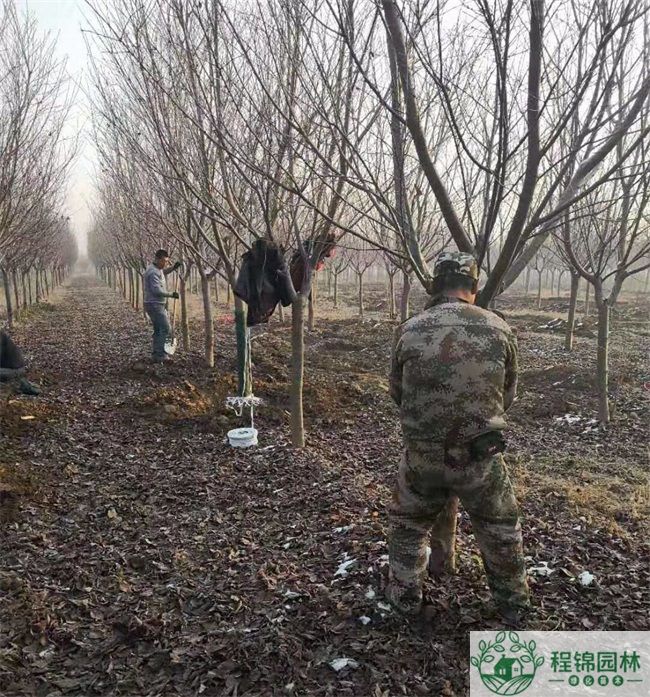 20公分樱花树多少钱一棵_樱花树市场价格