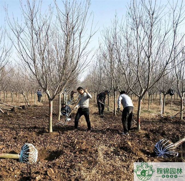 20公分樱花树多少钱一棵_樱花树市场价格