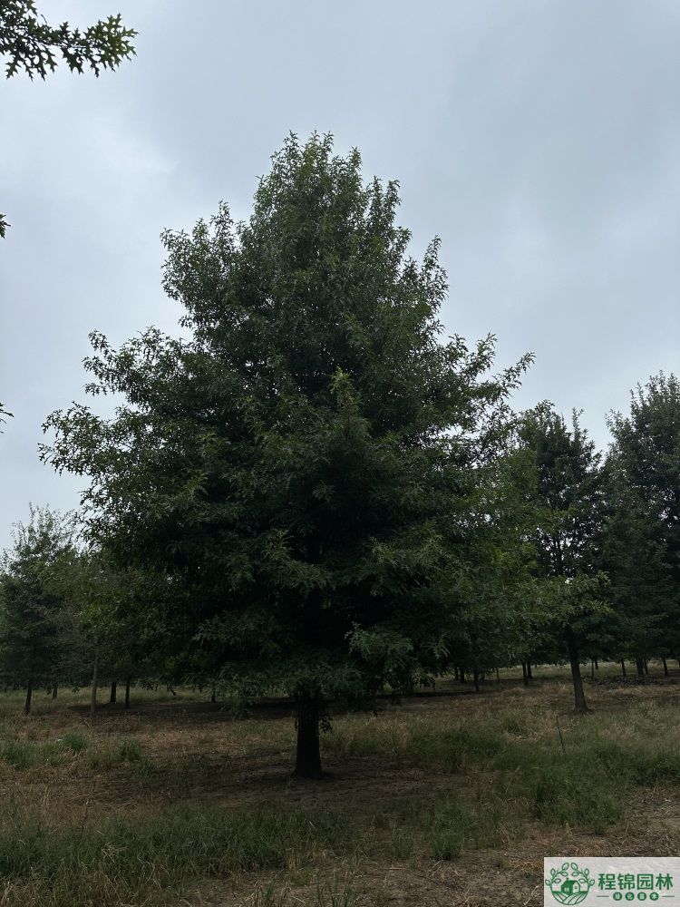 娜塔栎是落叶植物还是常绿植物，种植优势有哪些