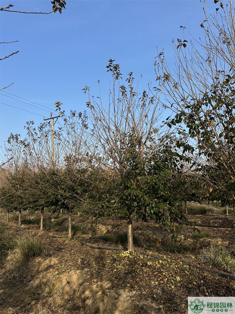 染井吉野樱